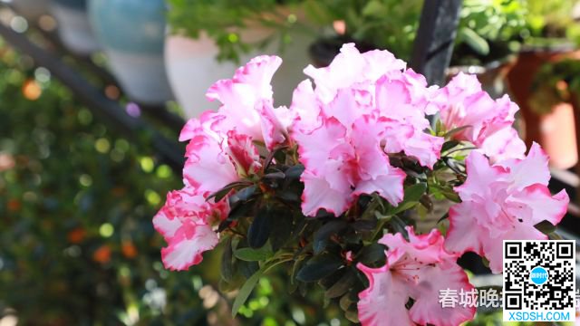西华公园年宵花展