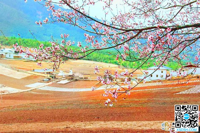 尼西汤堆的桃花和黑陶炖鸡