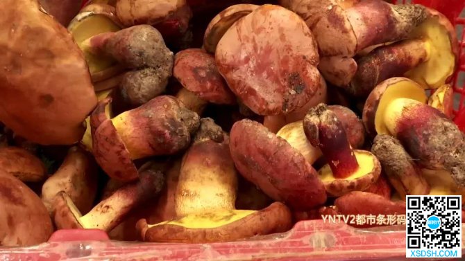 野生牛肝菌在昆明上市 一公斤700元到1...