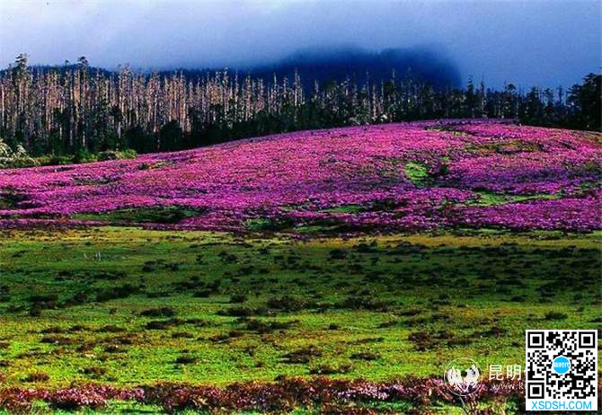 观满山杜鹃花海 香格里拉这些地方人少景美...