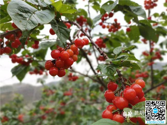 红彤彤的樱桃诱人之极